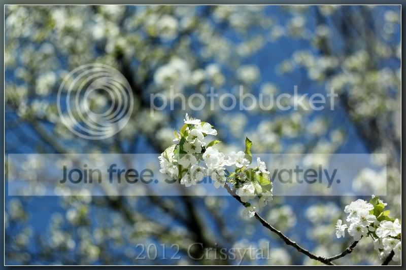 cherry-blossoms-helios_hf.jpg