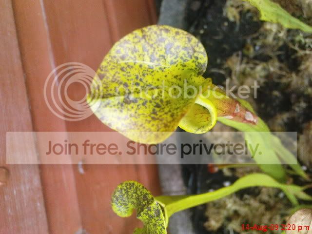 sarracenia036.jpg