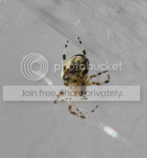 IMG_2708-spider.jpg