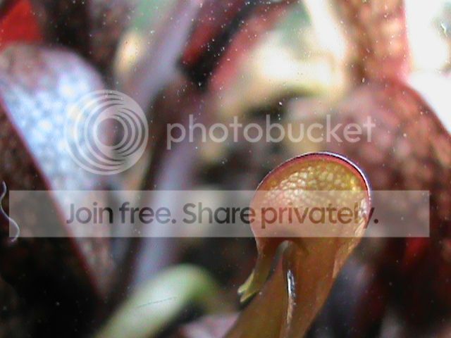 DSC00654_zpsbb7db180.jpg