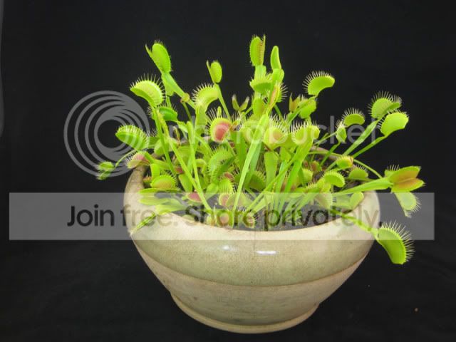 LightPotS.jpg