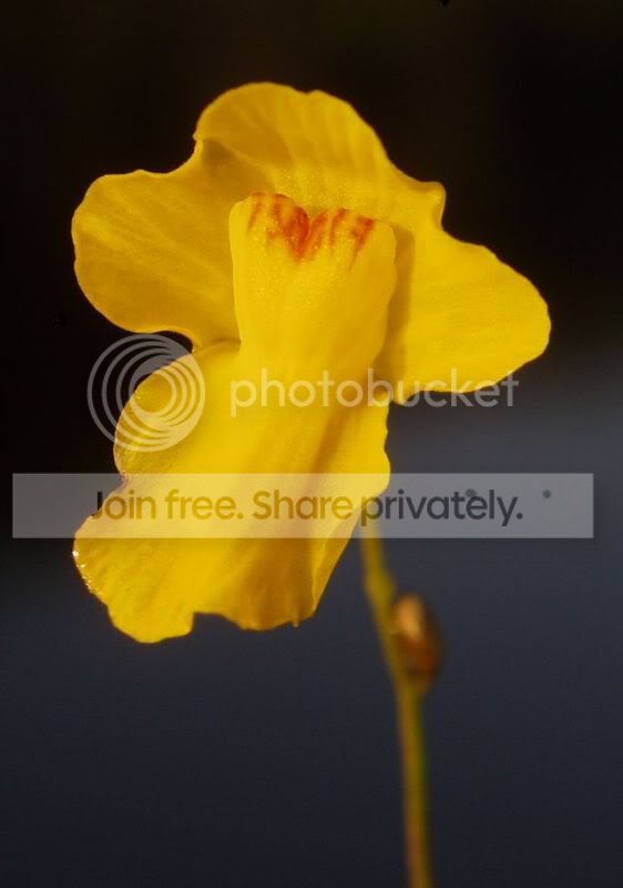 UtricflowerRS.jpg
