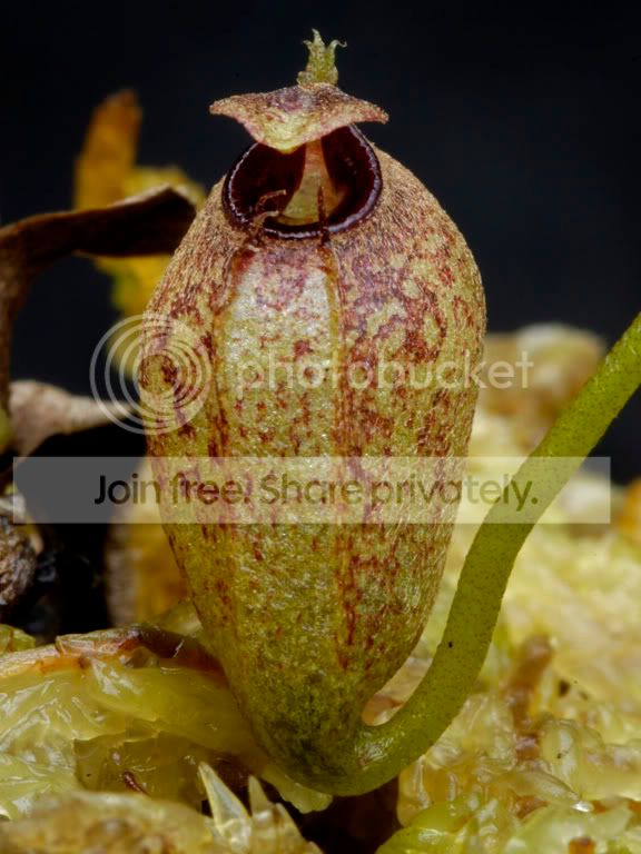 Aristolochoides.jpg