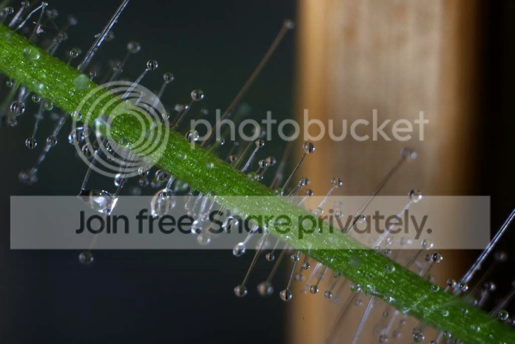 IMGP6216.jpg