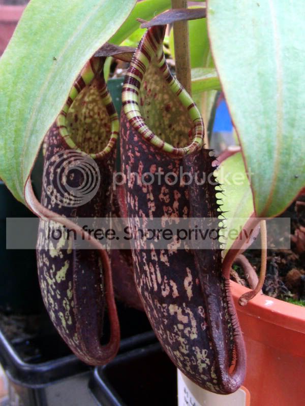 Nspectabilis.jpg