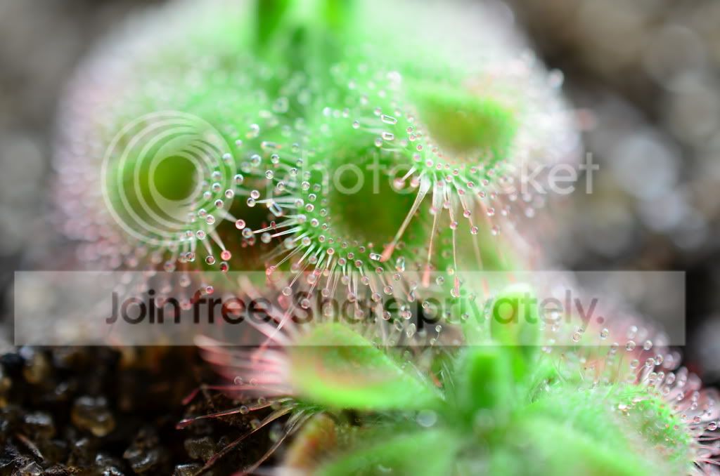 sundews004-2.jpg