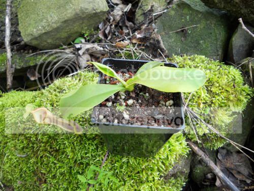 Ncarmen02_5-18-11.jpg