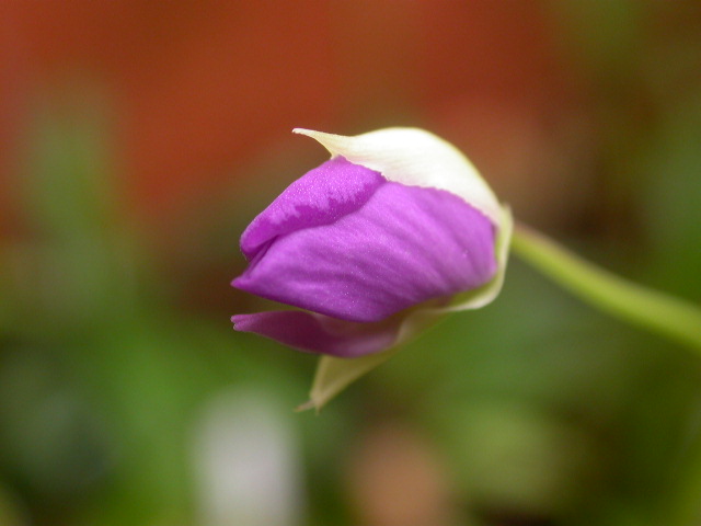 U_longifolia4.jpg