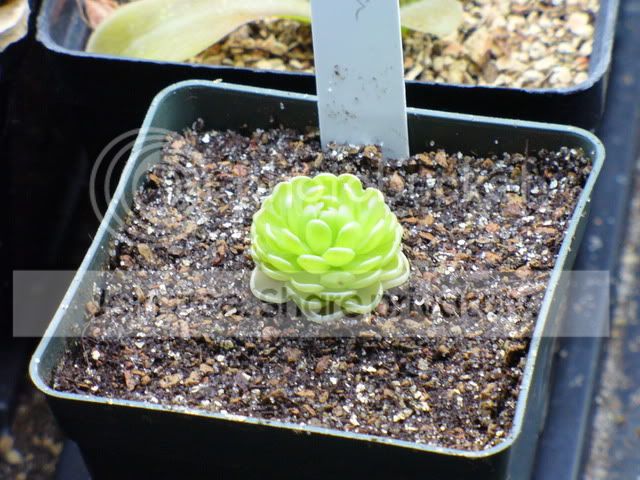 newcps005.jpg