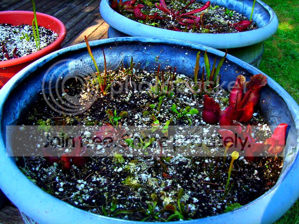 springFINALLY008.jpg