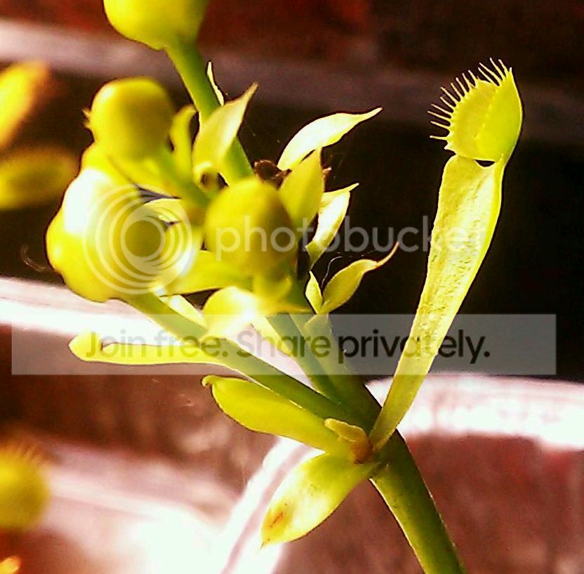 IMAG1253-1-1_zpsb75168c0.jpg