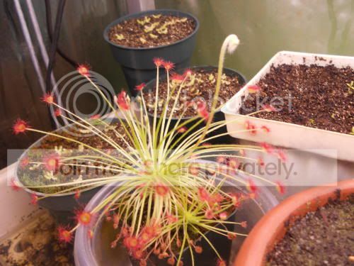 Dparadoxa_2-9-12.jpg