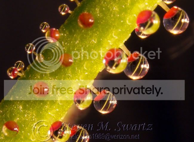 Macro-Dewys-2-076.jpg
