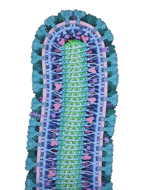 BioArt_2015_-David-S.-Goodsell.jpg