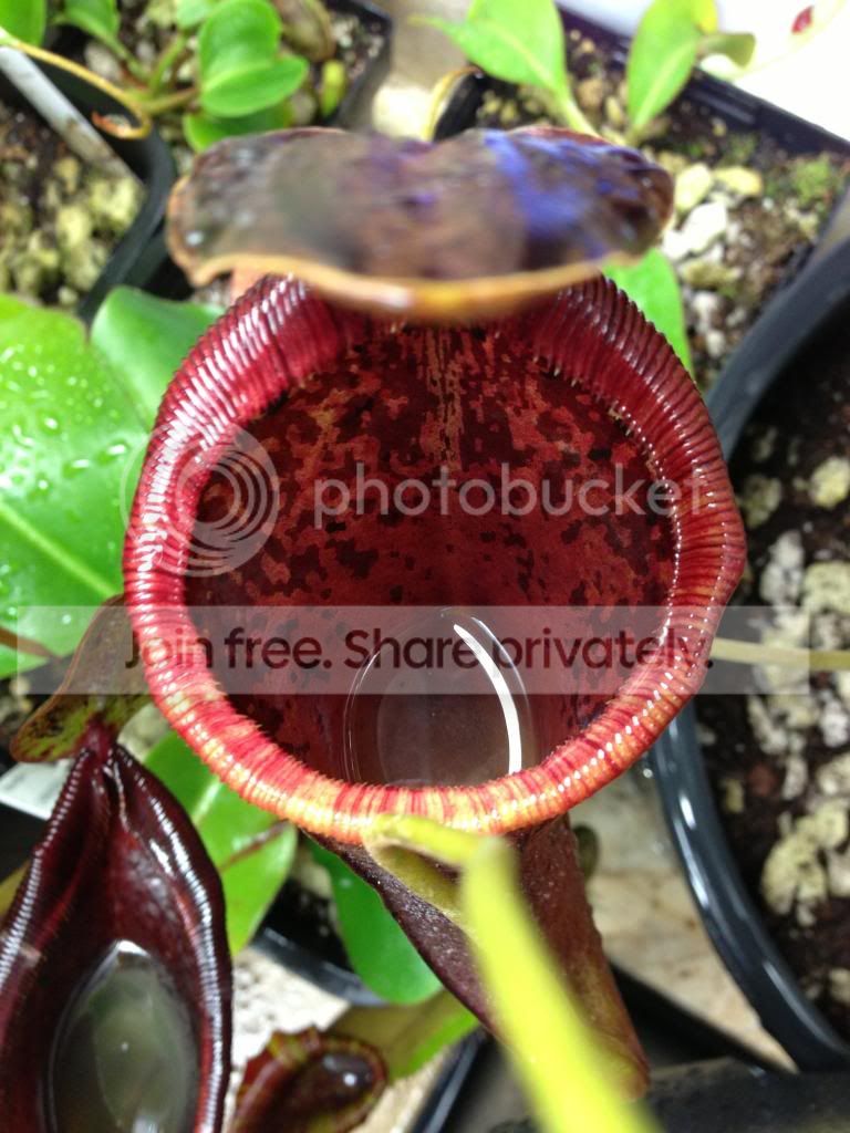image_zps7a532972.jpg