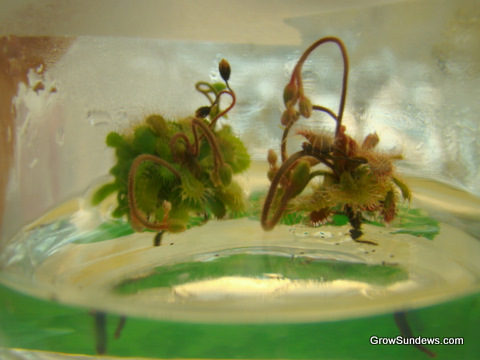 Brevifolia__tissue_culture_post.JPG
