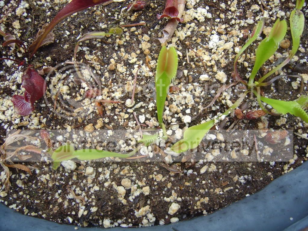 CPs7-1-08004.jpg