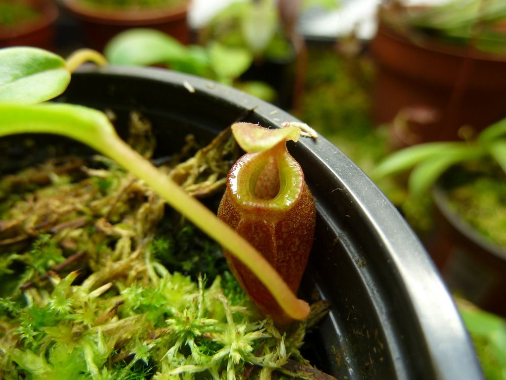 plants10032012028.jpg