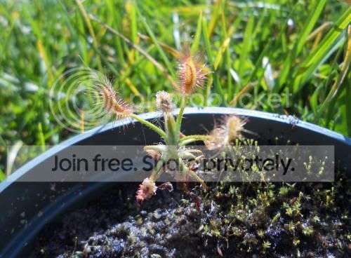 Dscorpiodies_10-5-11.jpg