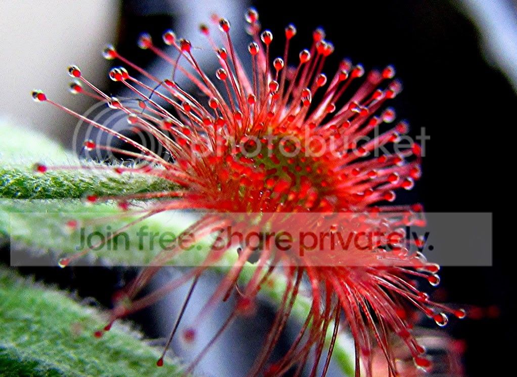 Reptileshowandplants018.jpg