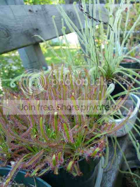 Dcapensisandfiliformis.jpg