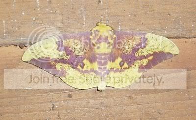 Imperialmoth071610RS.jpg