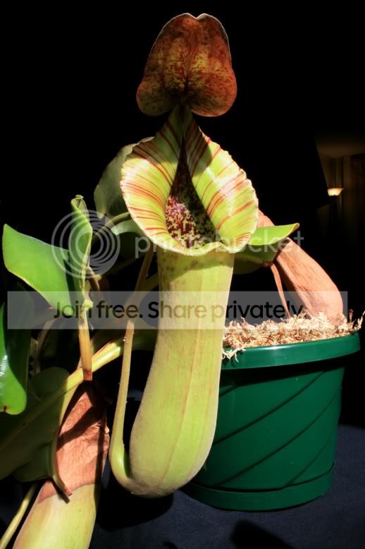 TRUNCATA32610.jpg