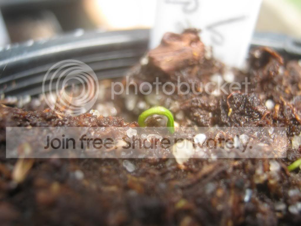 IMG_5411_zps859dae37.jpg