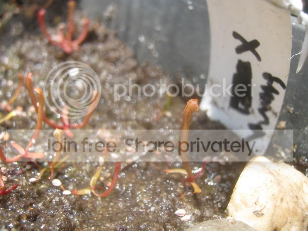 IMG_5418_zps0e27f627.jpg