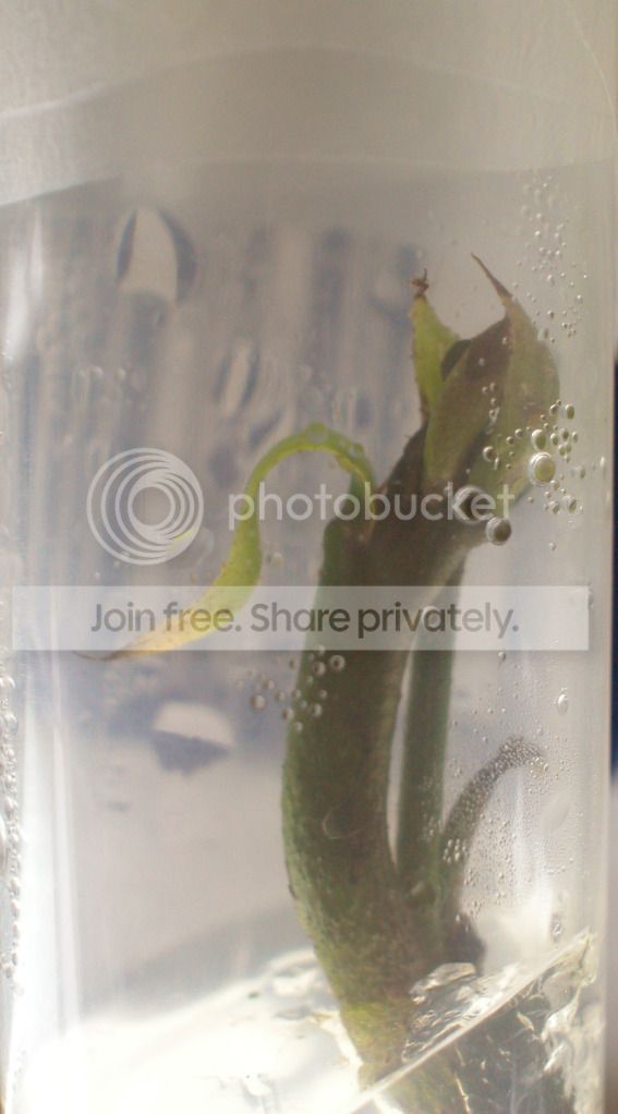 B52aphid.jpg