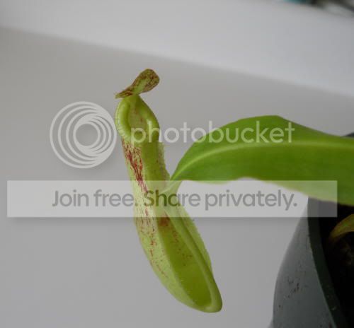 Nmirabilis_3-18-11.jpg