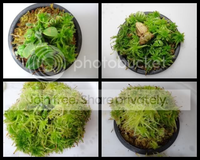 cephalotus_hydroponics_jan_april_20122.jpg