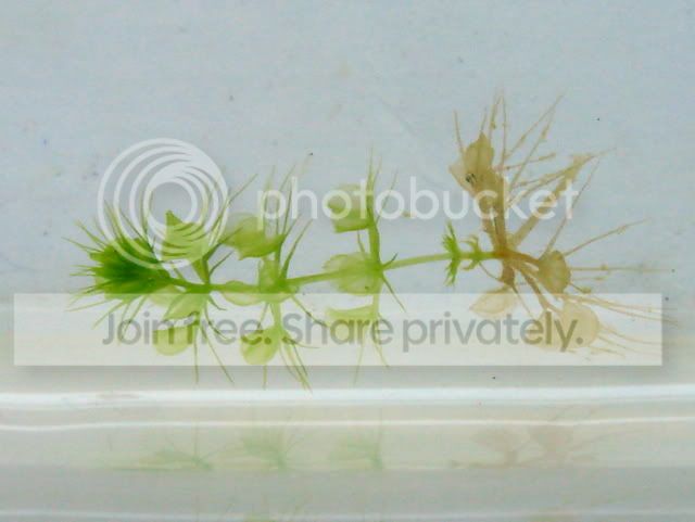 aldrovanda_cutting1_13Aug2010.jpg