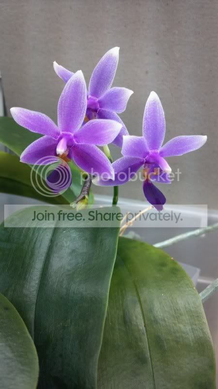 photobucket-21075-1374968548554.jpg