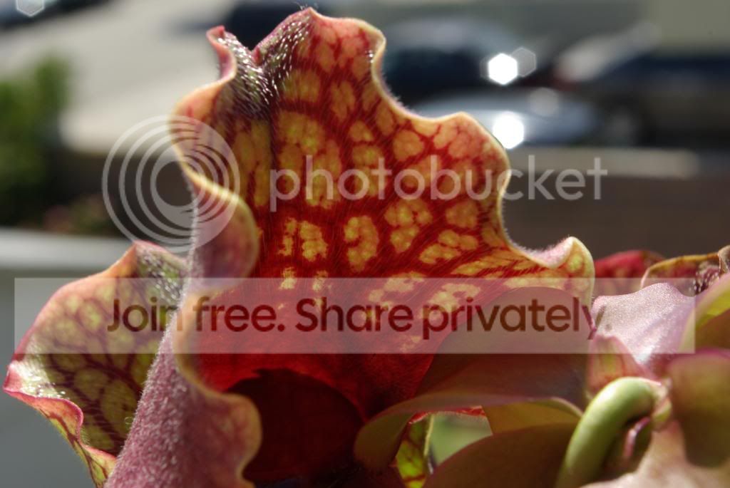 IMGP1214.jpg