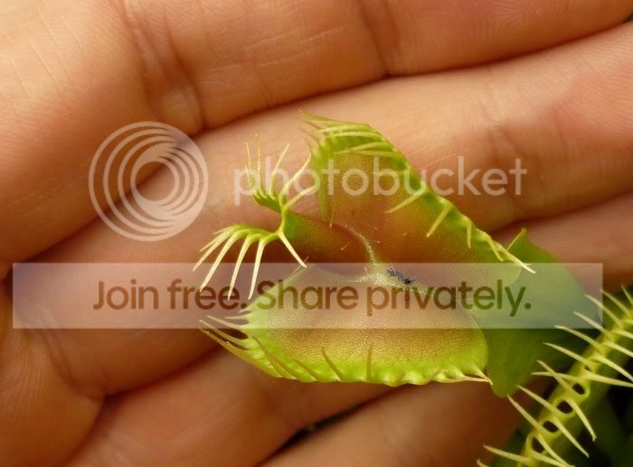 VFT-unusualtrap1RS070411.jpg