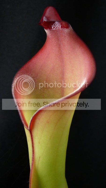 Hspecangasimapitcher3-4112711RS.jpg