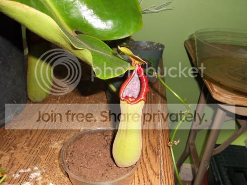 Ntruncata_12-17-10.jpg