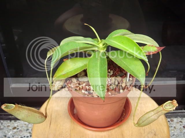 northiana_bal_plant.jpg