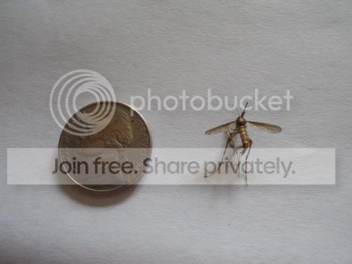 mosquito02.jpg