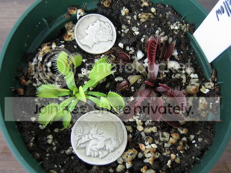 Pink_VenusYellowVFT.jpg