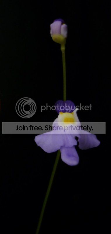 Uwarburgiiflowerfront010912RS.jpg