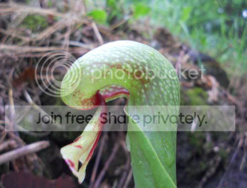 cobraplant02.jpg