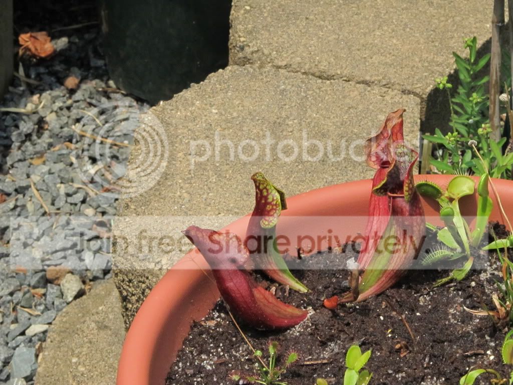 IMG_5385.jpg