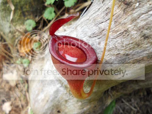 Njamban_10-13-11.jpg