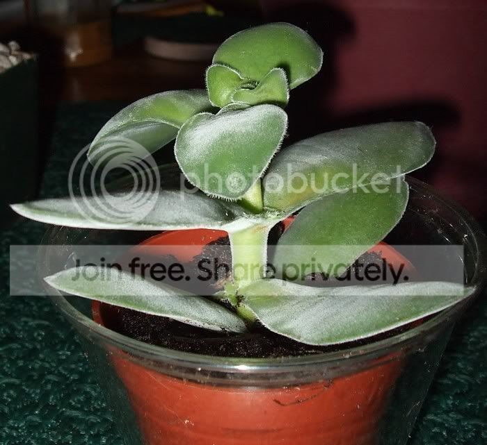 Newcacti011.jpg