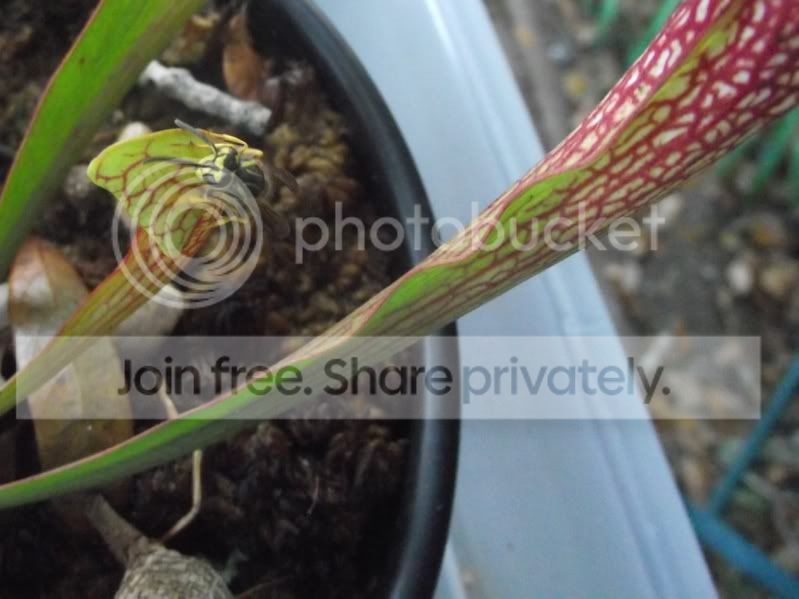DSCF6691.jpg