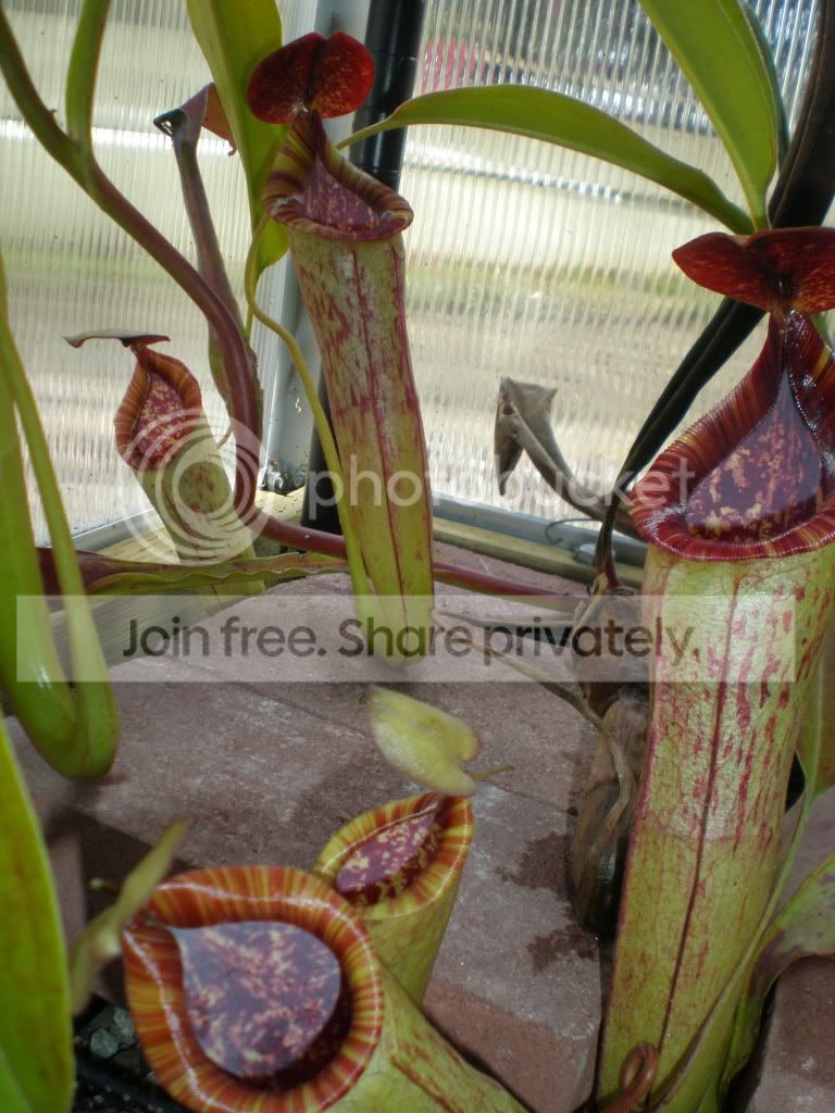 ThoreliixMaximaxxTMPlant.jpg