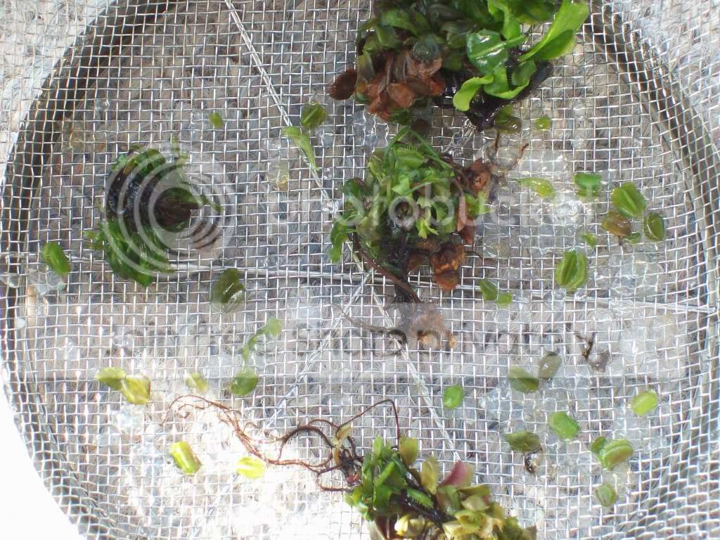 Picture086-2.jpg