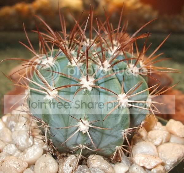 cactuspics08022.jpg